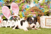 NED, a male Rat Terrier for sale in Lake Mills, IA – Photo 3 of 3