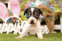 NED, a male Rat Terrier for sale in Lake Mills, IA – Photo 1 of 3