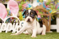 NED, a male Rat Terrier for sale in Lake Mills, IA – Photo 2 of 3