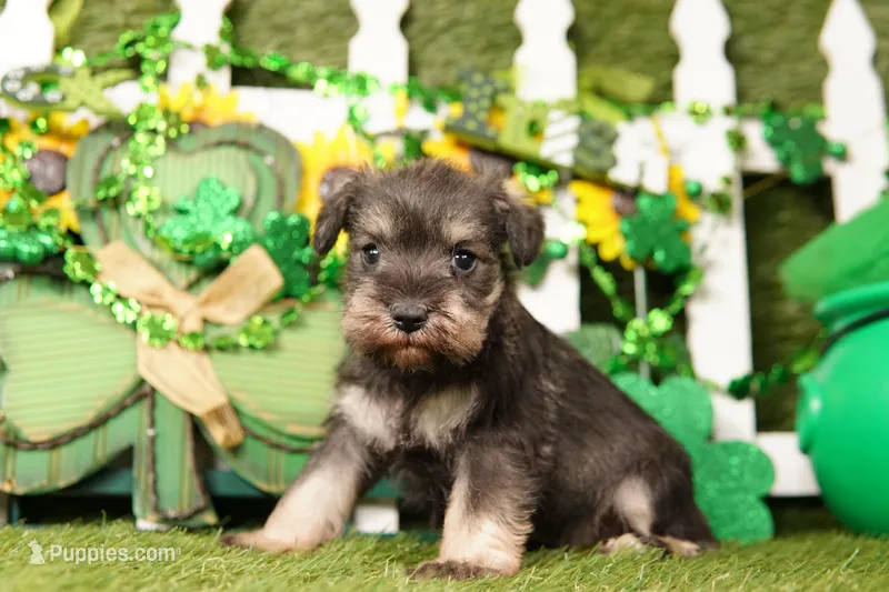 MOORE – Miniature Schnauzer puppy for sale in Lake Mills, IA
