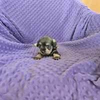 MOORE, a female Miniature Schnauzer for sale in Lake Mills, IA – Photo 1 of 3