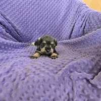 MOORE, a female Miniature Schnauzer for sale in Lake Mills, IA – Photo 2 of 3