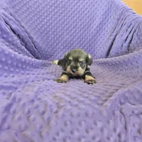 MOORE, a female Miniature Schnauzer for sale in Lake Mills, IA – Photo 3 of 3