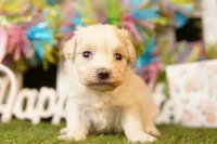CARROT, a female Maltipoo for sale in Lake Mills, IA – Photo 2 of 3