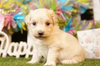 CARROT, a female Maltipoo for sale in Lake Mills, IA – Photo 3 of 3