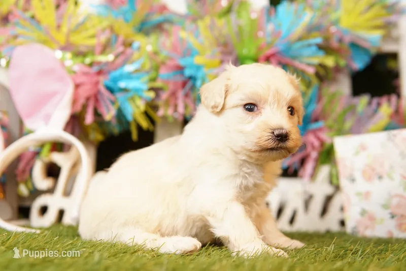 CARROT – Maltipoo puppy for sale in Lake Mills, IA