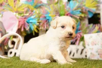 CARROT, a female Maltipoo for sale in Lake Mills, IA – Photo 1 of 3
