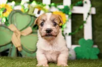 REMBRANDT, a male Jack Russell Terrier for sale in Lake Mills, IA – Photo 1 of 3