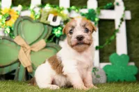 REMBRANDT, a male Jack Russell Terrier for sale in Lake Mills, IA – Photo 3 of 3