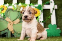REMBRANDT, a male Jack Russell Terrier for sale in Lake Mills, IA – Photo 2 of 3
