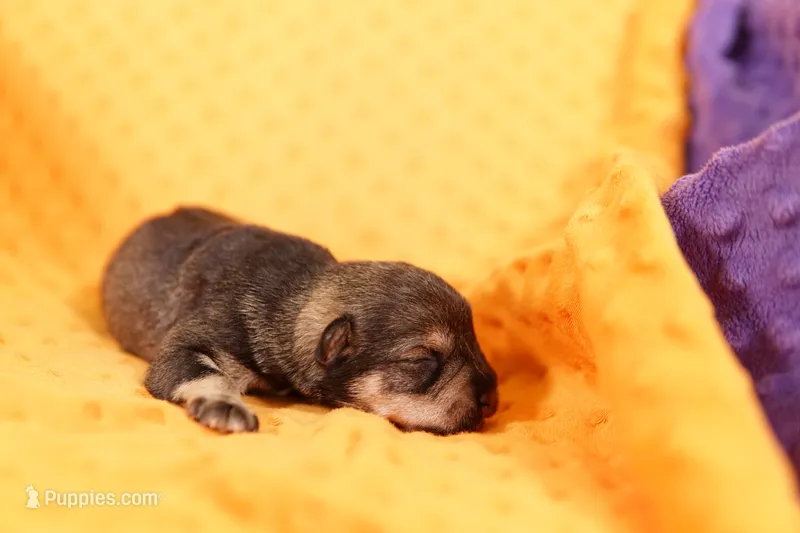 PLIERS – Miniature Schnauzer puppy for sale in Lake Mills, IA