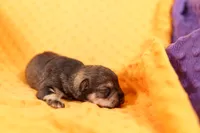 PLIERS, a male Miniature Schnauzer for sale in Lake Mills, IA – 1 of 2