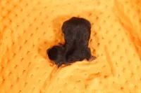 PENCIL, a male Yorkshire Terrier for sale in Lake Mills, IA – 2 of 2