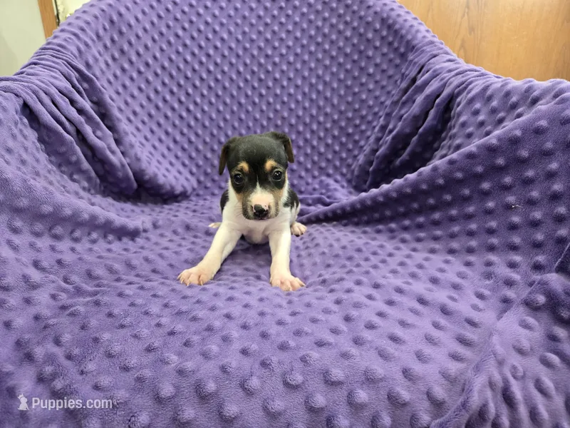 URSALA – Rat Terrier puppy for sale in Lake Mills, IA