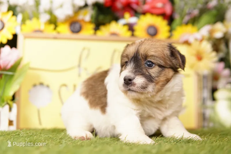 FITZGERALD – Jack Russell Terrier puppy for sale in Lake Mills, IA