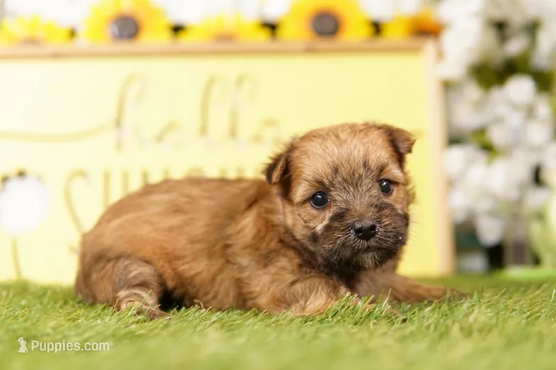 TARIFF – Morkie puppy for sale in Lake Mills, IA