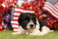 PROCRASTINATE, a male Havapoo for sale in Lake Mills, IA – 2 of 3