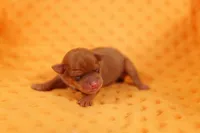 DUCATI, a female Miniature Pinscher for sale in Lake Mills, IA – Photo 1 of 2