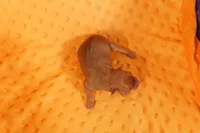 DUCATI, a female Miniature Pinscher for sale in Lake Mills, IA – Photo 2 of 2