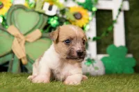 DEGAS, a male Jack Russell Terrier for sale in Lake Mills, IA – Photo 1 of 3