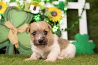 DEGAS, a male Jack Russell Terrier for sale in Lake Mills, IA – Photo 2 of 3
