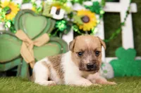 DEGAS, a male Jack Russell Terrier for sale in Lake Mills, IA – Photo 3 of 3