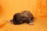 TASKET, a female Peekapoo for sale in Lake Mills, IA – 1 of 2