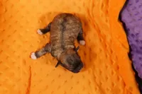 TASKET, a female Peekapoo for sale in Lake Mills, IA – 2 of 2