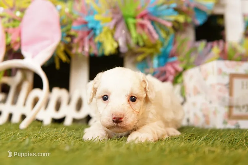 POE – Poodle - Miniature  puppy for sale in Lake Mills, IA