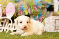 POE, a male Poodle - Miniature  for sale in Lake Mills, IA – Photo 2 of 3