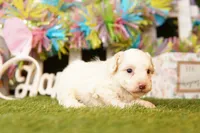 POE, a male Poodle - Miniature  for sale in Lake Mills, IA – Photo 3 of 3