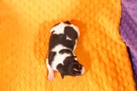 URSALA, a female Rat Terrier for sale in Lake Mills, IA – 4 of 4