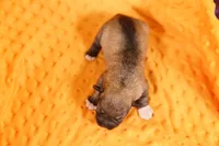 SCREWDRIVER, a male Miniature Schnauzer for sale in Lake Mills, IA – 2 of 2
