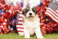 DELAY, a male Havapoo for sale in Lake Mills, IA – 3 of 3