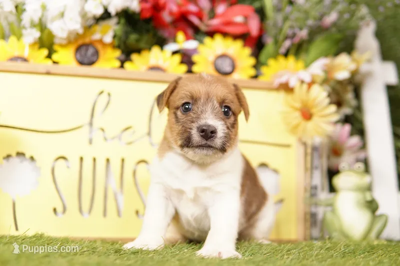 HURON – Jack Russell Terrier puppy for sale in Lake Mills, IA