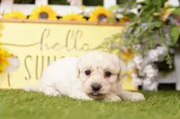 BARNEY, a male Schnoodle for sale in Lake Mills, IA – 5 of 5