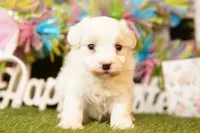 BEAN, a male Maltipoo for sale in Lake Mills, IA – Photo 2 of 3