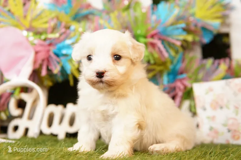 BEAN – Maltipoo puppy for sale in Lake Mills, IA