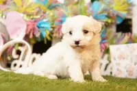 BEAN, a male Maltipoo for sale in Lake Mills, IA – Photo 3 of 3
