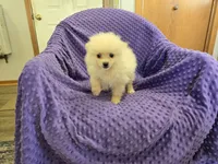 GLASS, a male Pomeranian for sale in Lake Mills, IA – 2 of 5