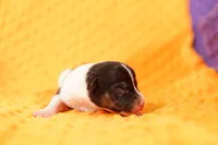 ROSS, a male Rat Terrier for sale in Lake Mills, IA – 3 of 4
