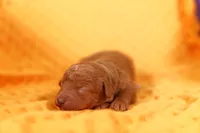 LAKE, a female Schnoodle for sale in Lake Mills, IA – 1 of 2