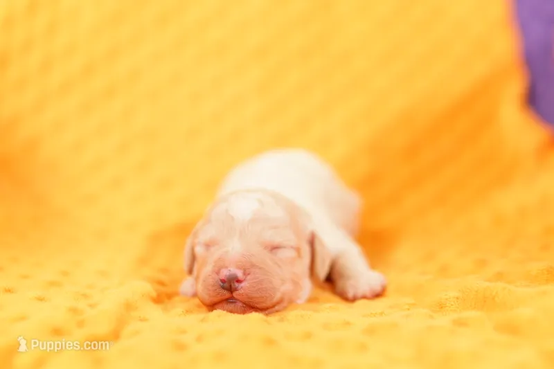 WRIGLEY – Poodle - Miniature  puppy for sale in Lake Mills, IA