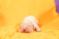 WRIGLEY, a male Poodle - Miniature  for sale in Lake Mills, IA – 1 of 2