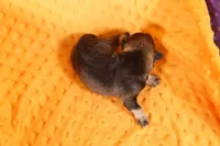 PLIERS, a male Miniature Schnauzer for sale in Lake Mills, IA – 2 of 2