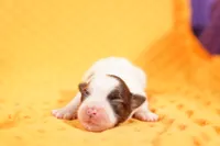 processed/2591c545-fb02-4cb5-b864-def449bf5d1b/listing/a9cae3b4-7fc7-49a0-a02f-bdb33a7a84c0/cead0cbd-dcfe-4ba2-8c34-3a525c441fd1