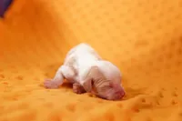 processed/2591c545-fb02-4cb5-b864-def449bf5d1b/listing/aba4b9b8-4cff-4278-bd56-5a1b4f1ba6d9/30505681-7251-44b2-9676-dcd80f59ce13