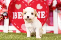 processed/2591c545-fb02-4cb5-b864-def449bf5d1b/listing/aba4b9b8-4cff-4278-bd56-5a1b4f1ba6d9/aa8b17ef-3e1c-4d0e-8ceb-4f406409aa0a