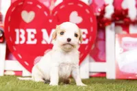 processed/2591c545-fb02-4cb5-b864-def449bf5d1b/listing/aba4b9b8-4cff-4278-bd56-5a1b4f1ba6d9/f50a7703-f59d-4bbc-a4de-478aef3dce70