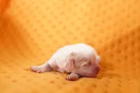 processed/2591c545-fb02-4cb5-b864-def449bf5d1b/listing/abeb42f0-d100-431d-9256-0860ea23c281/15e3e0df-b1b9-47a7-aaaa-05c0b9cadf77